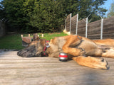 RelaxoPet PRO Entspannungsgerät Hund, kabellos, wiederaufladbar