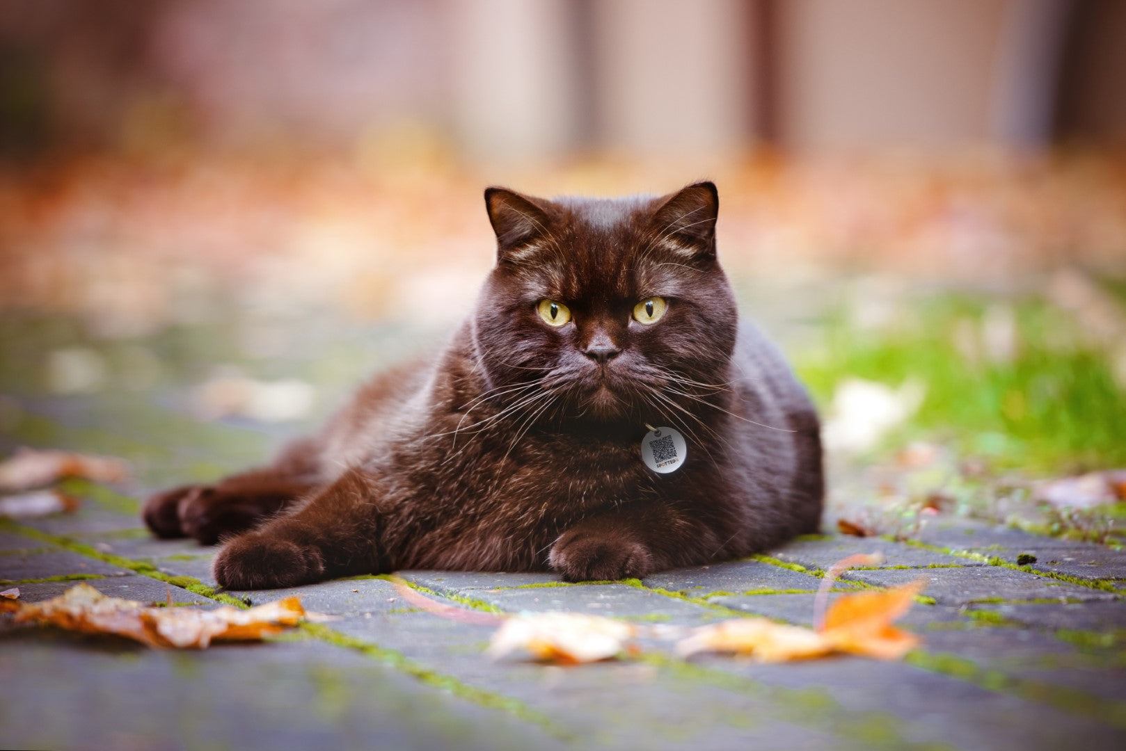 Spotted! Pro Tier-Tracker, Hund & Katze, Größe S