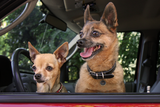 Spotted! Pro Tier-Tracker, Hund & Katze, Größe S