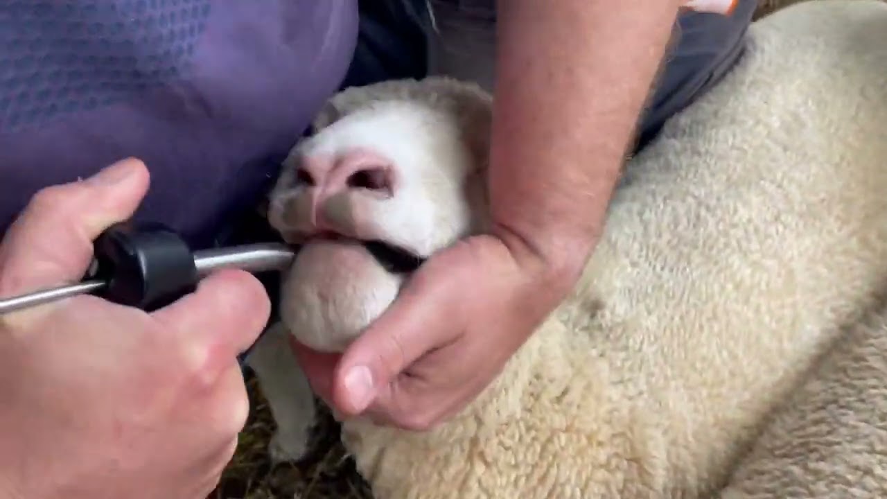 Sheep Bullet Mineralboli, kupferfrei, für Schafe, 6 Monate Wirkung, 10 St.
