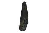 Hundekaustange Rinderhorn, klein, für Hunde 1–4 kg