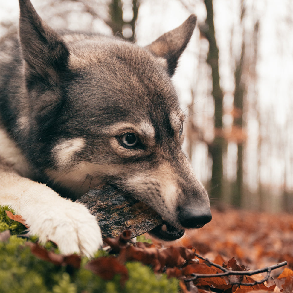 Viking Hundekaustange, Rinderhorn, Twist, Größe L