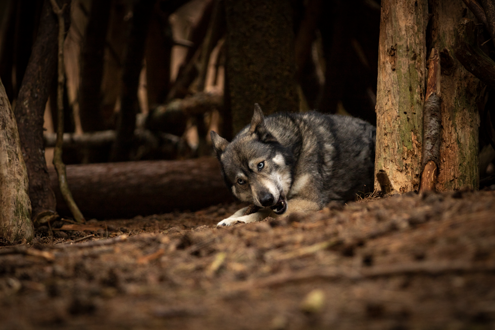 Viking Hundekauartikel Rothirschgeweih, Hard, XL, für Hunde ab 30 kg
