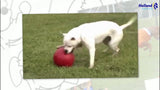 Jolly Pets Hundespielball, blau, XL, Ø 35 cm