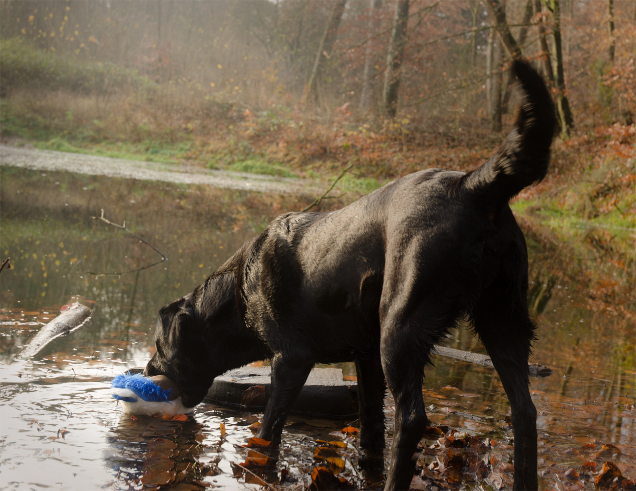Hundespielzeug Ente, Plüsch, Quietscher, Wild Life Collection