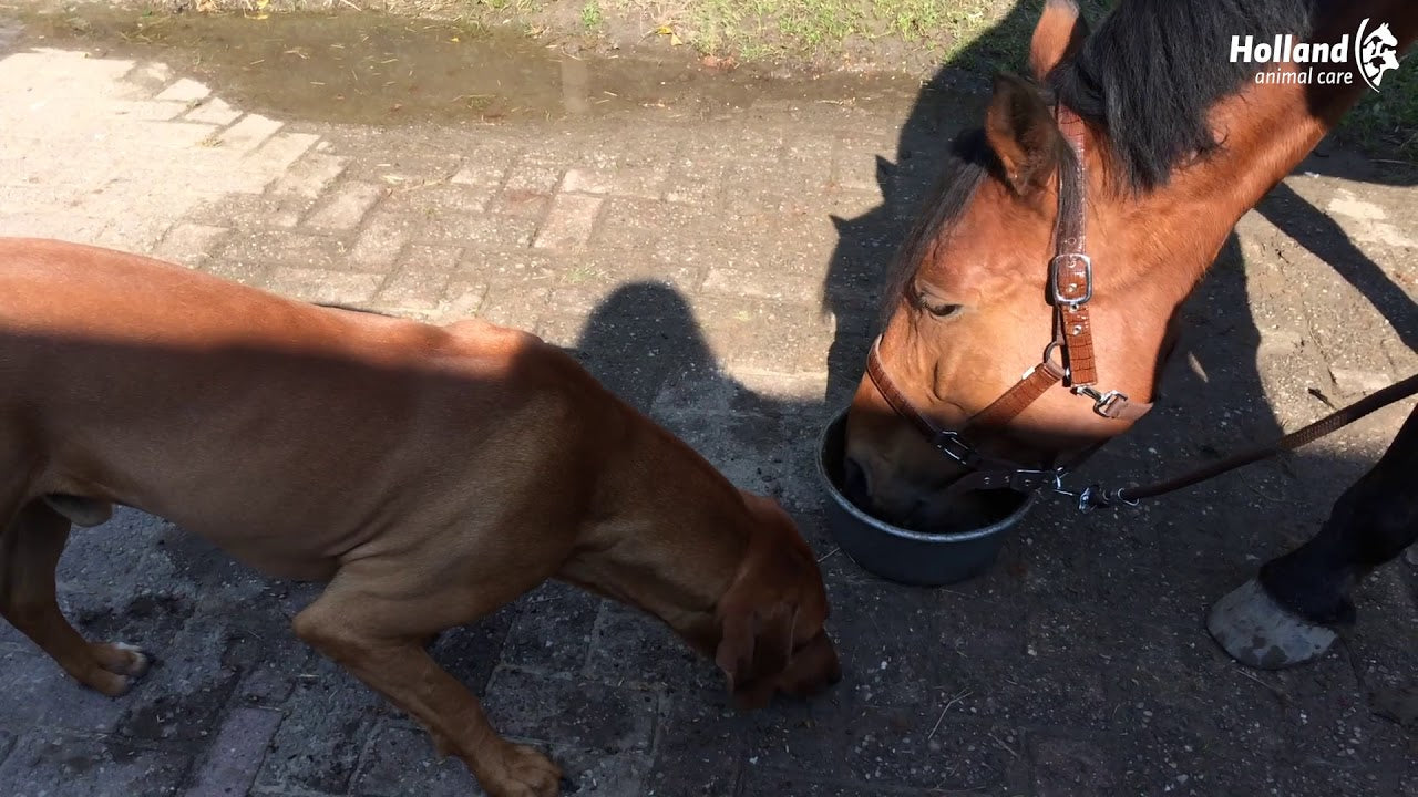 Excellent Horse Ergänzungsfuttermittel Pferd, Total Balance, 1 l