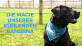 CoolPets Kühlbandana, L, 80 x 59 cm