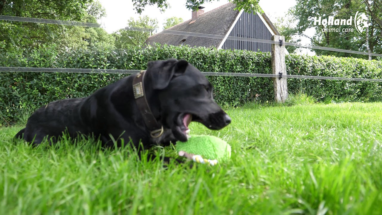 Hundespielzeug mit Quietscher, Bär, 14 cm