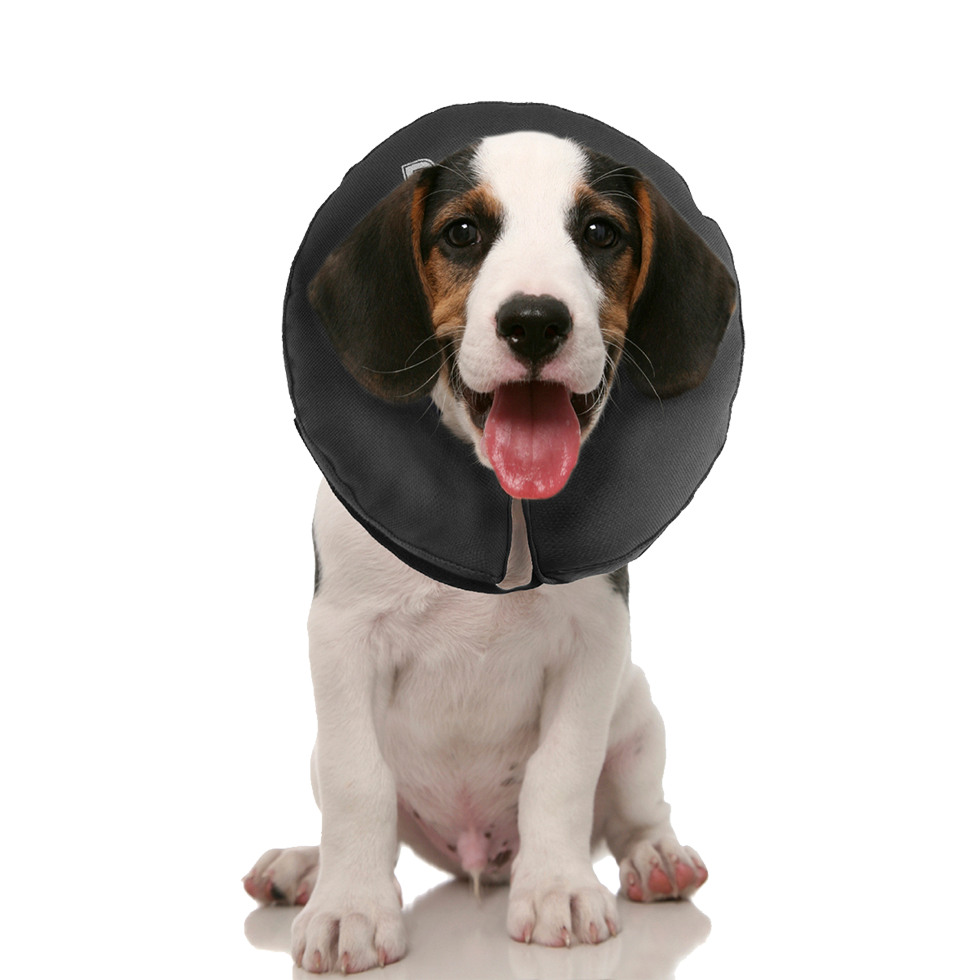 Zenpet ProCollar Schutzkragen / Halskrause für Hunde und Katzen