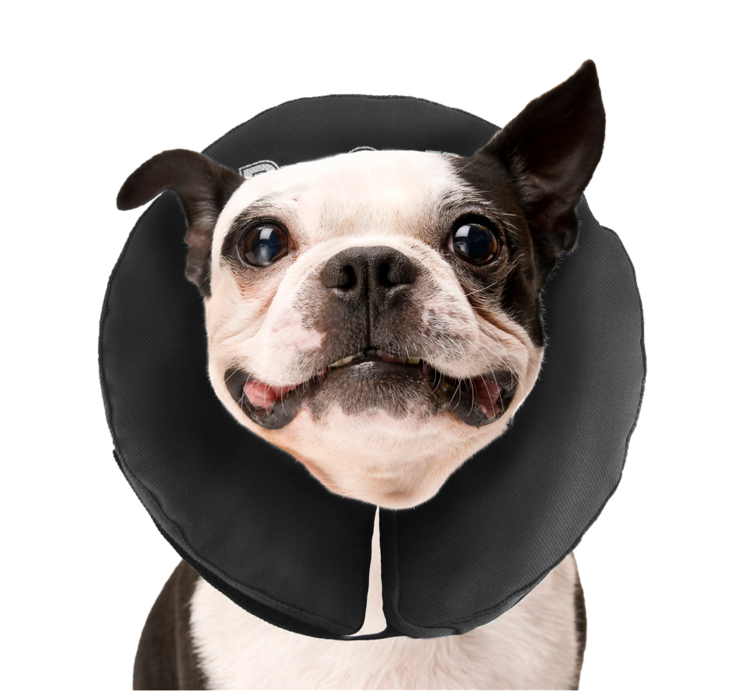 Zenpet ProCollar Schutzkragen / Halskrause für Hunde und Katzen