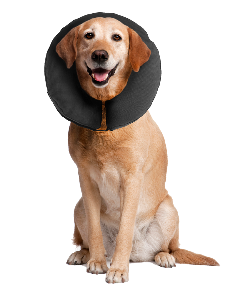 Zenpet ProCollar Schutzkragen / Halskrause für Hunde und Katzen