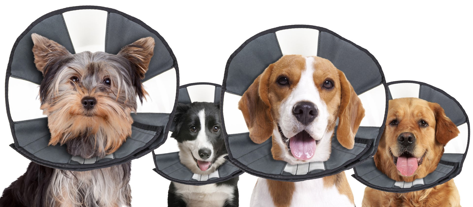 Zenpet Procone Halskragen verschiedene Größen (Hunde & Katzen)