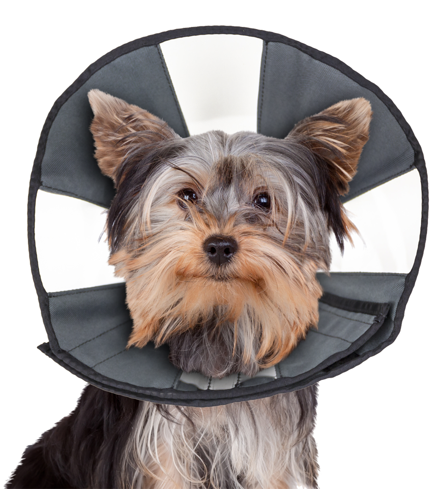 Zenpet Procone Halskragen verschiedene Größen (Hunde & Katzen)