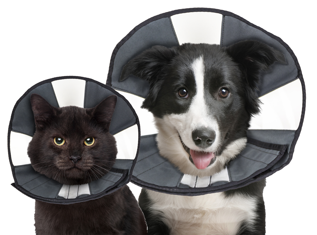 Zenpet Procone Halskragen verschiedene Größen (Hunde & Katzen)