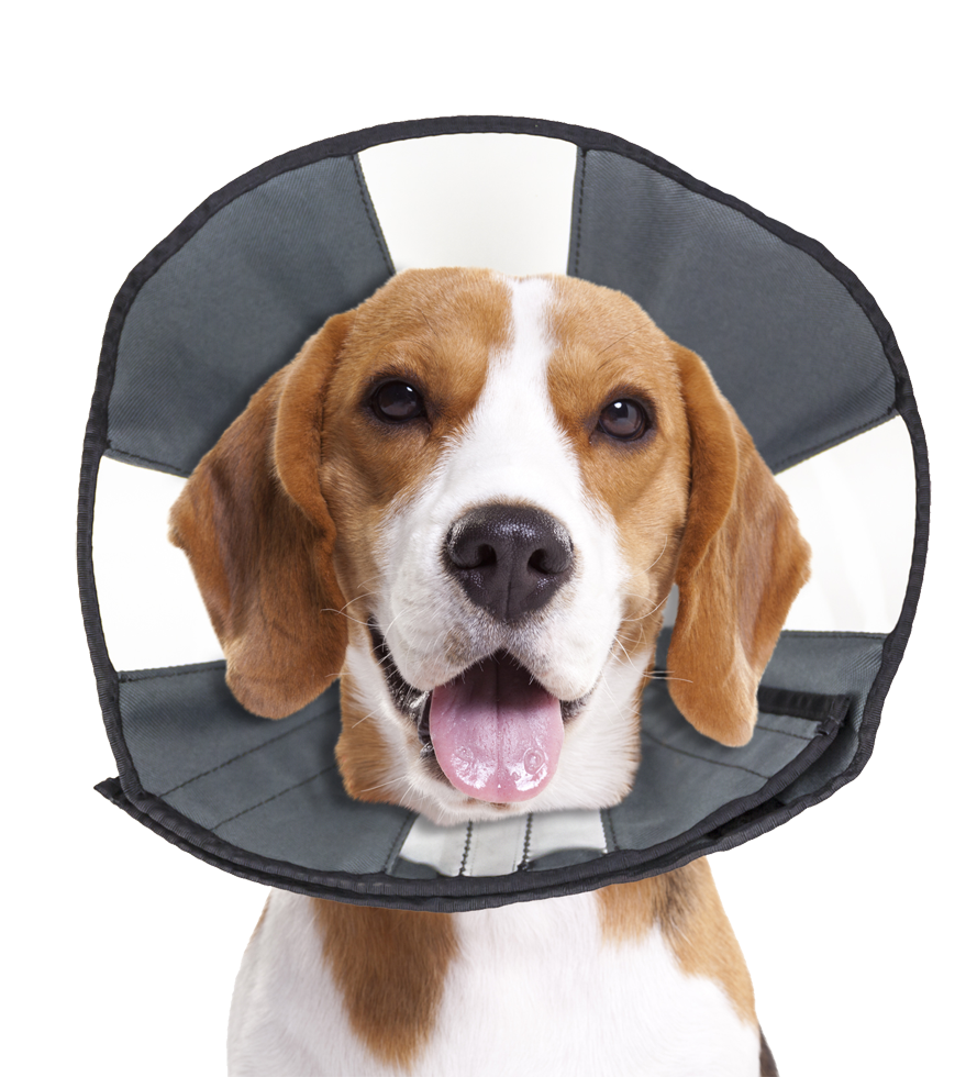 Zenpet Procone Halskragen verschiedene Größen (Hunde & Katzen)