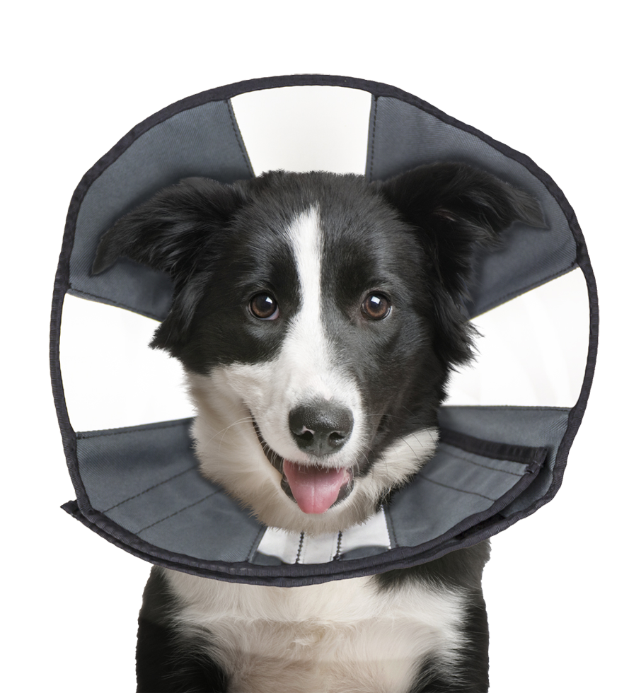 Zenpet Procone Halskragen verschiedene Größen (Hunde & Katzen)