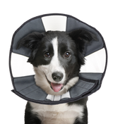 Zenpet Procone Halskragen verschiedene Größen (Hunde & Katzen)