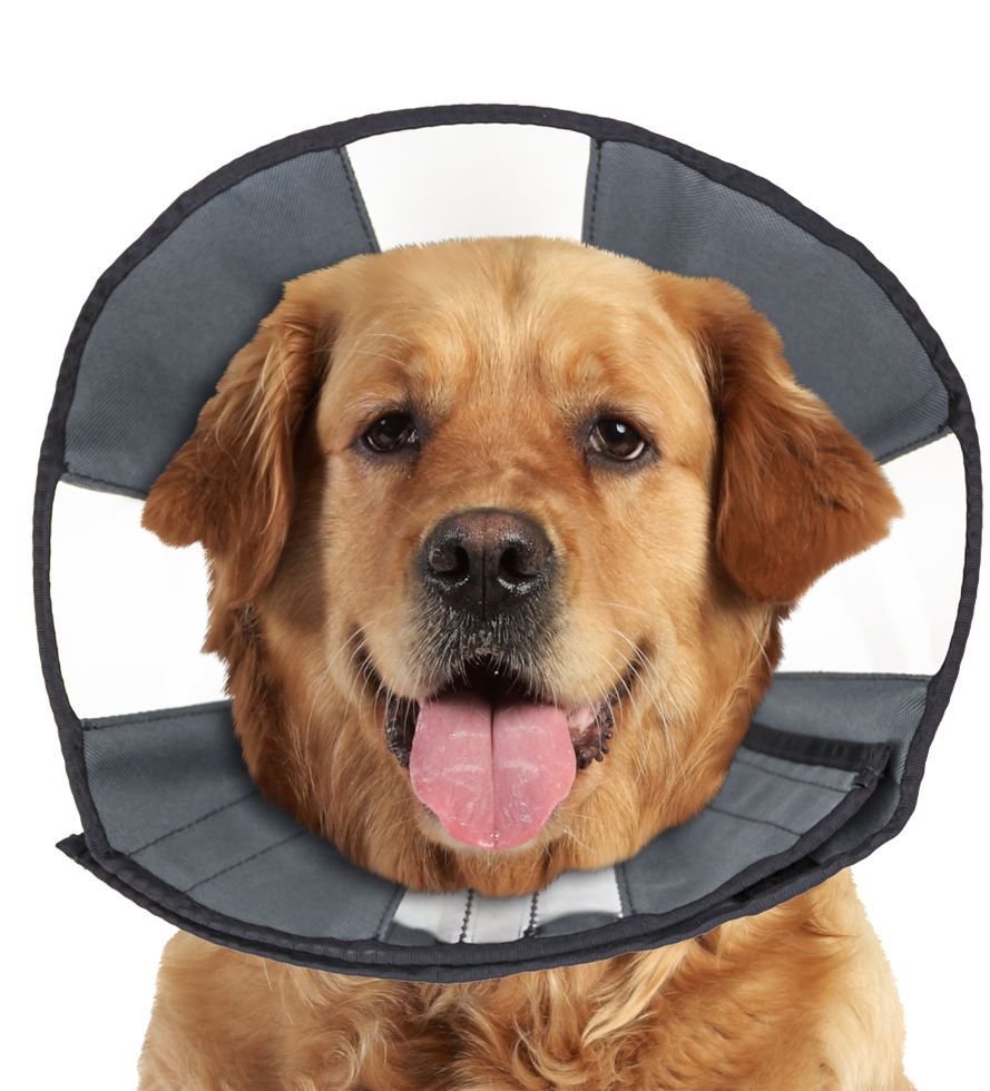 Zenpet Procone Halskragen verschiedene Größen (Hunde & Katzen)