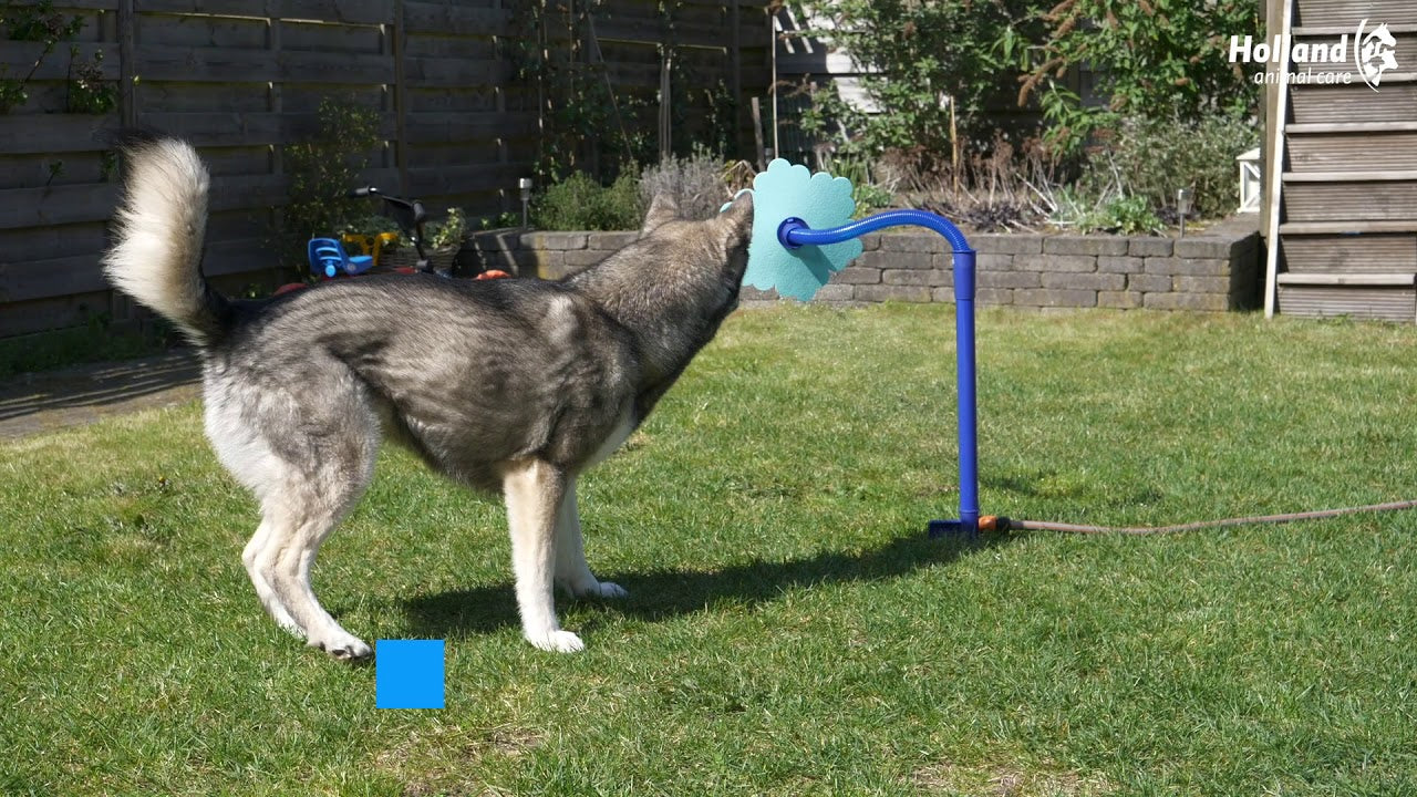 CoolPets Wassersprüher für Hunde, Stange 52 cm, Blütendurchmesser Ø 28 cm