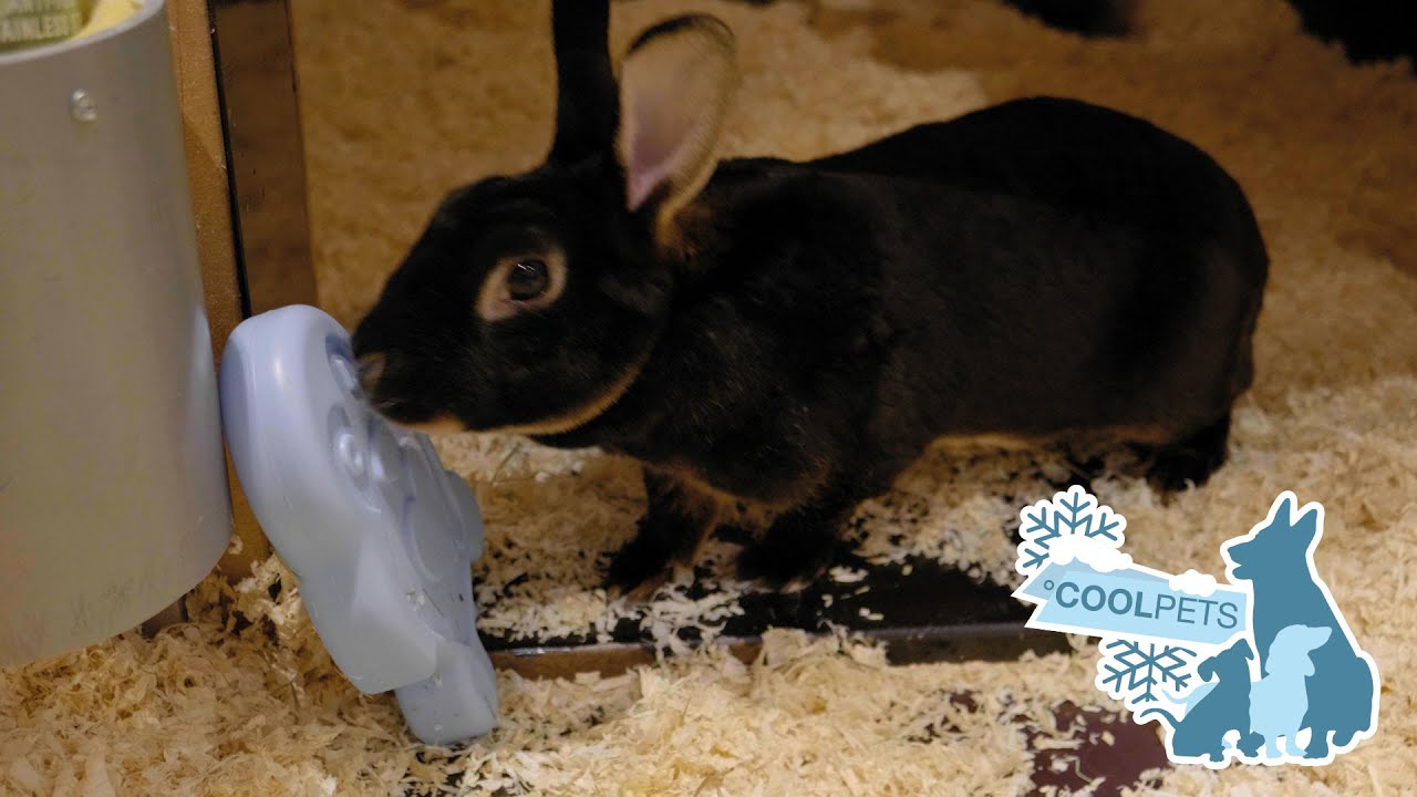 CoolPets Kühlspielzeug Pinguin, für Hunde und Nagetiere