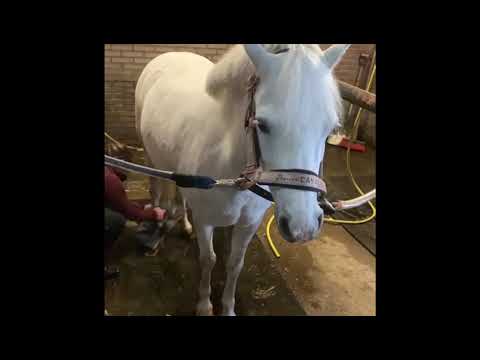 Lucky Horse Pferdeshampoo, Rose, 250 ml