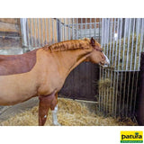 Wandraufe variabel, 2,00 m Höhe, für Pferde und Ponys