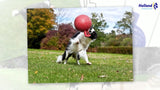 Jolly Pets Hundespielzeug Softball, Blau, Vanilleduft, Ø 20 cm