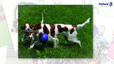 Jolly Pets Hundespielzeug Romp-n-Roll, rot, Größe L, Ø 20 cm