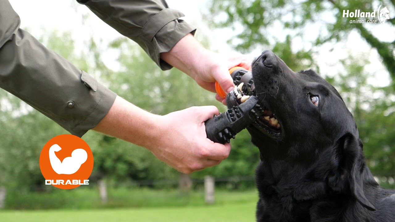 Dog Comets Wurfstock, Gummi, Quietscher, orange, 23 cm, S