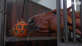 Heuball Slow Feeder Fun & Flex, grün, mit Nylonband 2 m
