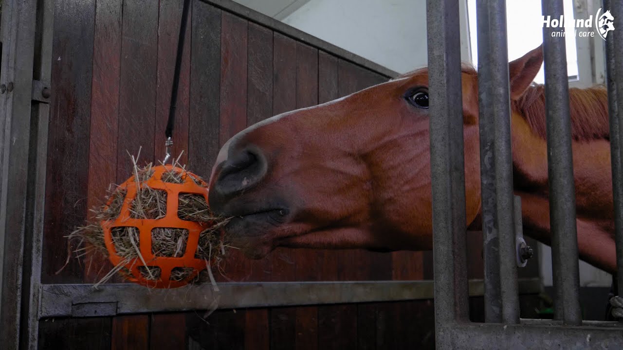 Heu Slow Feeder Ball, Fun & Flex, rosa, für Pferde