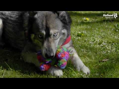 FantaZoo Hundespielzeug Pferd, M, 23 x 13 cm, recyceltes Material, mit Quietscher