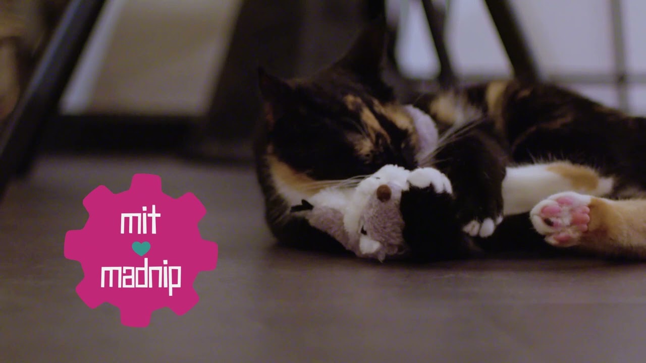 Robocat Katzenspielzeug Papagei, interaktiv, mit Madnip, beweglich, mit Geräuschen, 3 Modi, aufladbar per Micro-USB