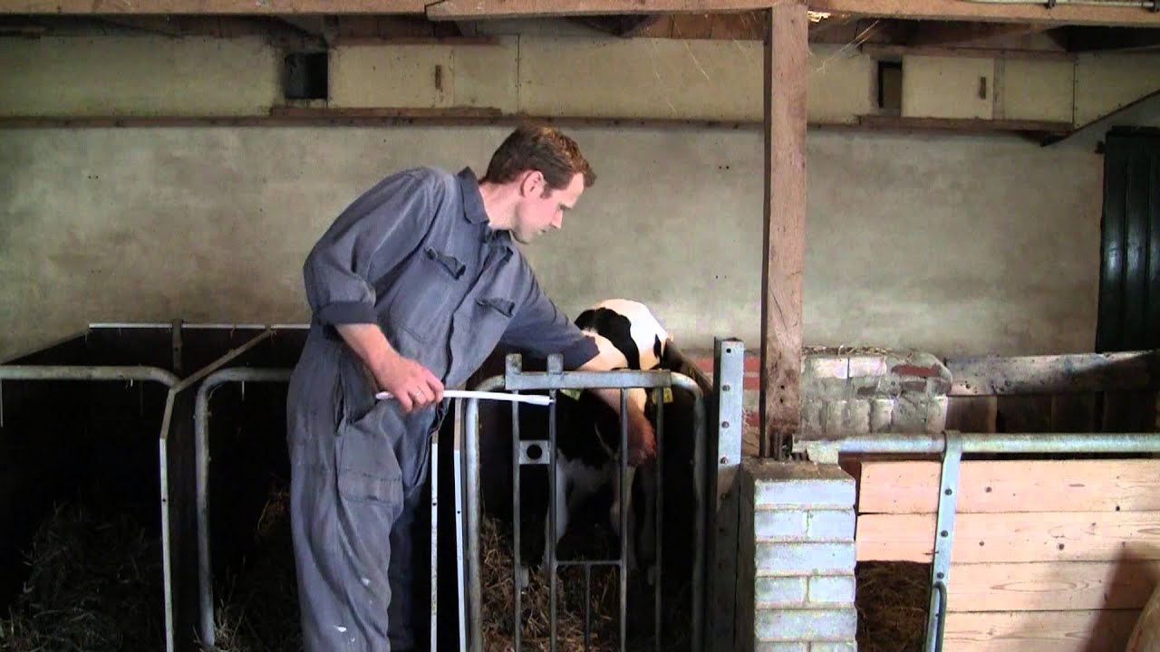 Excellent Euro-Vital Bolus, Ergänzungsfuttermittel für Kälber, 24 x 10 g