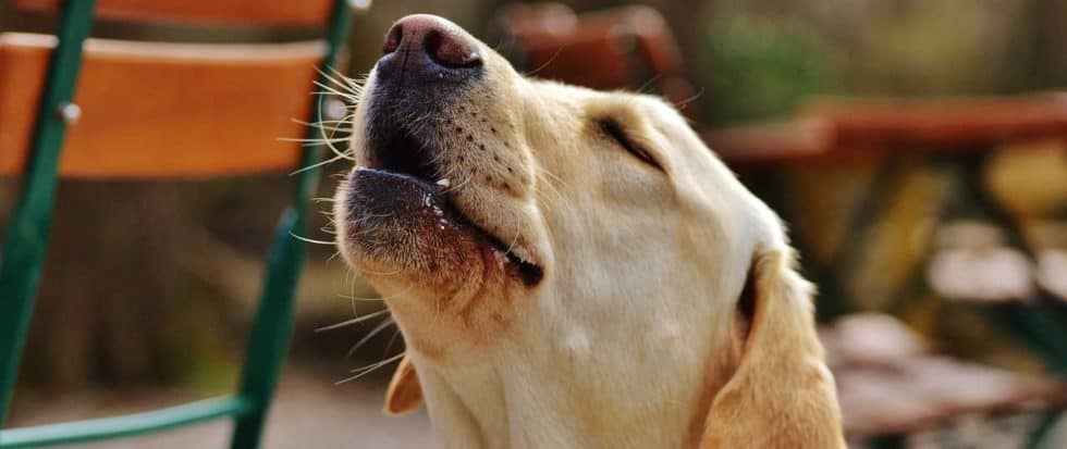 Tiergesundheit Wichtigen Beiträge zur Tiergesundheit Hund &amp; Katze