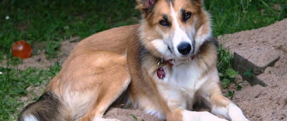 beim Hund Alle Erkrankungen auf einen Blick › Veteri