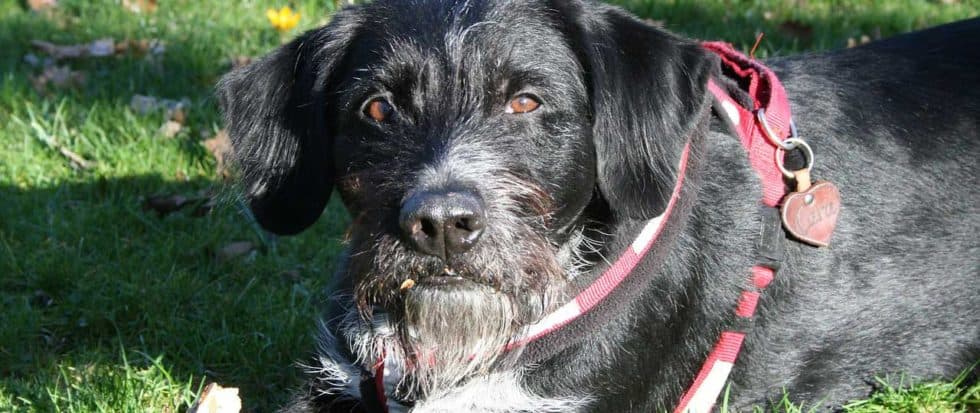 beim Hund Alle Erkrankungen auf einen Blick › Veteri