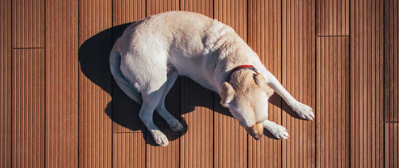 Tipps zur richtigen Hundehaftpflichtversicherung › Veteri