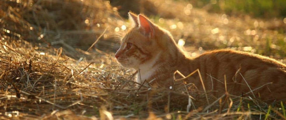 Vestibulärsyndrom bei Katzen › Veteri