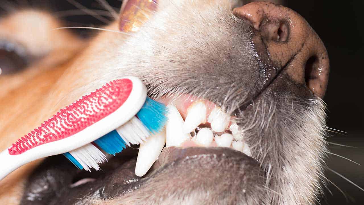 Zahnpflege beim Hund so bleibt das Hundegebiss gesund › Veteri