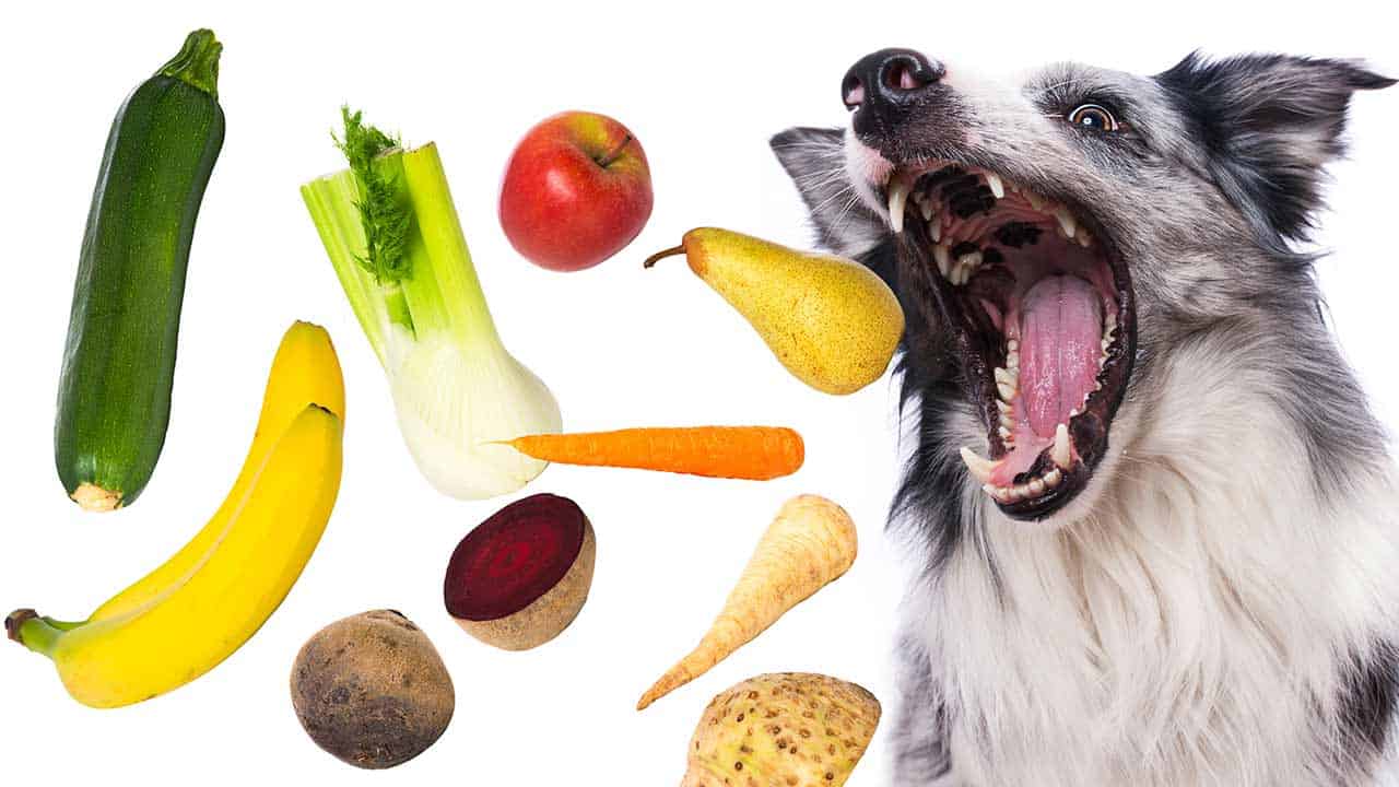 Ist veganes Essen für Hunde gut? Wir klären dich darüber auf! › Veteri
