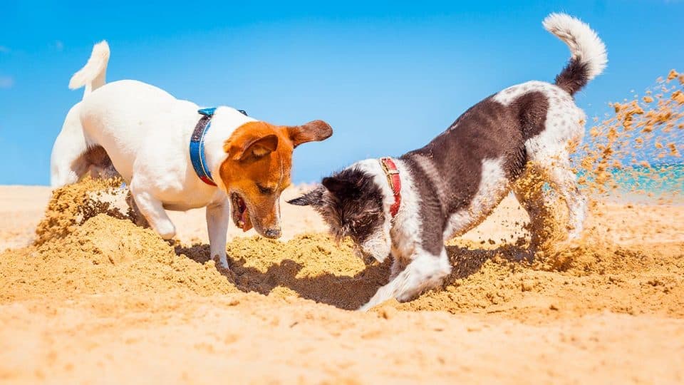 Zwei Hunde spielen im Sand am Strand.